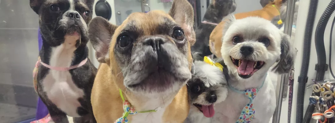freshly groomed dogs smiling on the grooming table