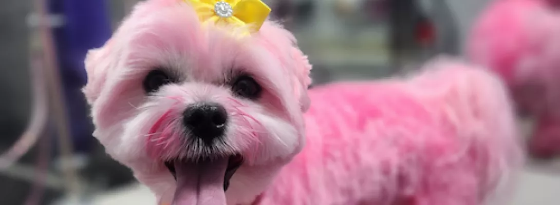 Cute small dog with its hair died pink