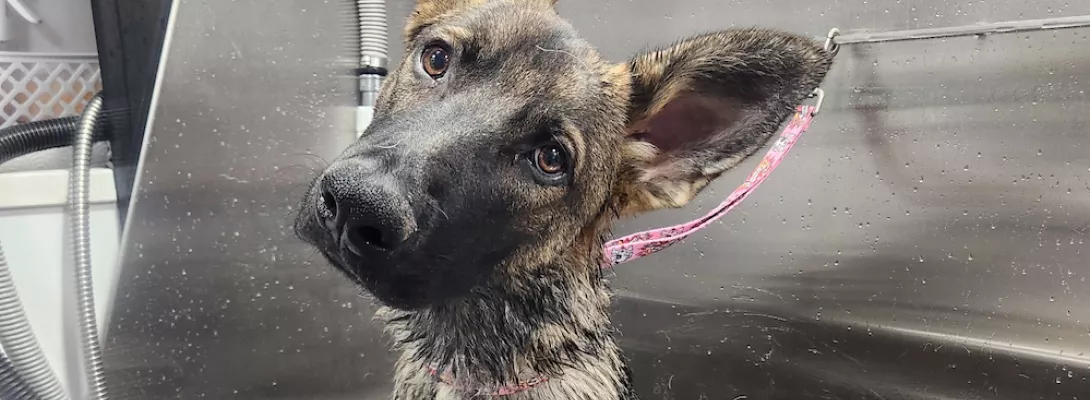 Big dog tilting its head while getting bathed
