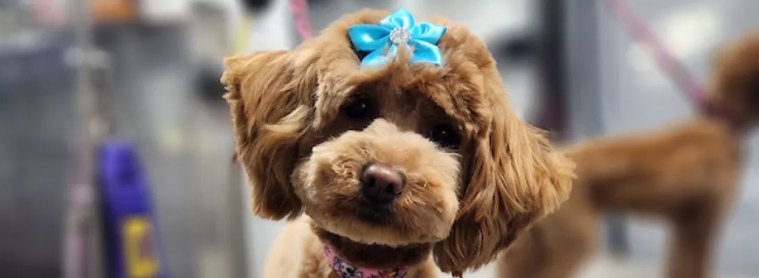 Cute small poodle with a blue bow on its head